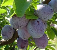 Pomi fructiferi pitici [Dwarf]soiuri de prun