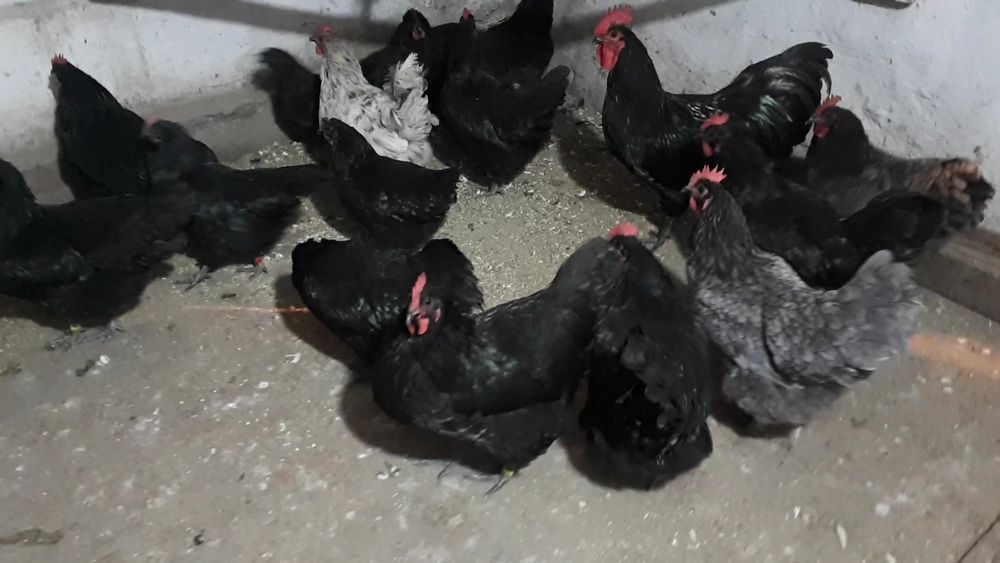 Инкубационные яйцо Австралорп