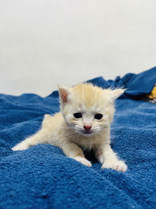 Шотлансдкие прямоухие котята