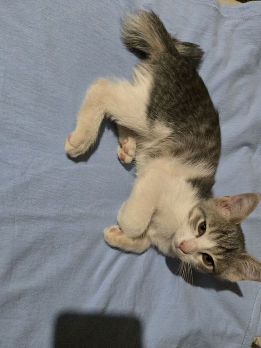 Отдадим котят в добрые руки