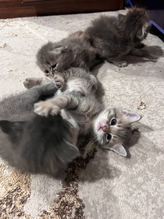 продаются вислоухие котята