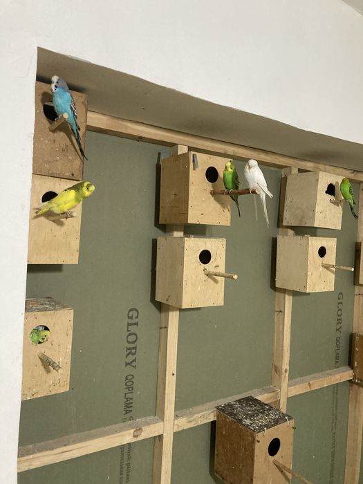 Папугайлар сотилади