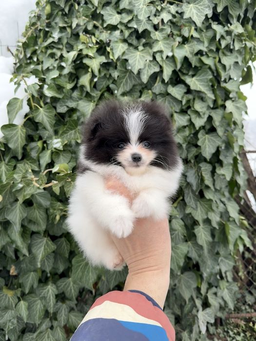 Померан мини момче. Померанче