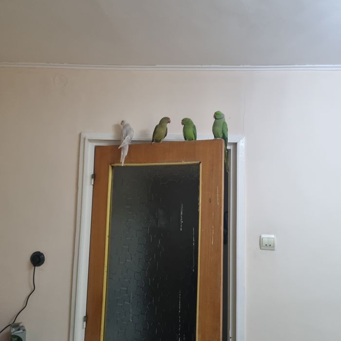 Papagali Micul Alekandru