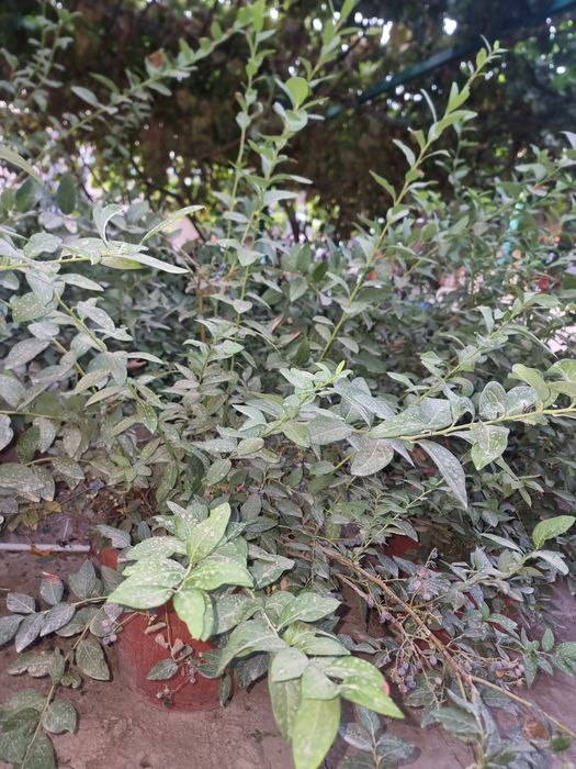 Голубика кучатлари