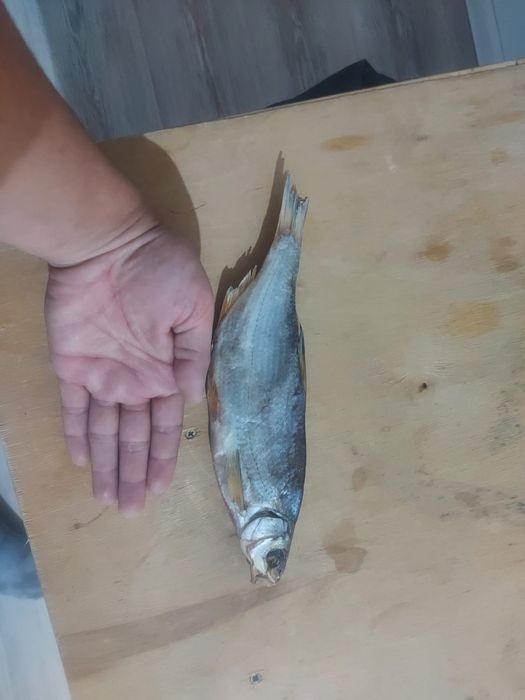 Рыба вяленная . Рыбец