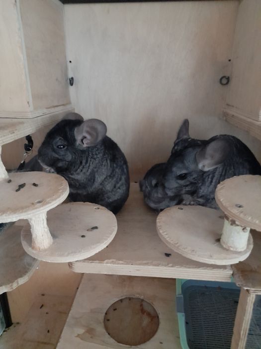 Шиншиллы, скоро к продаже