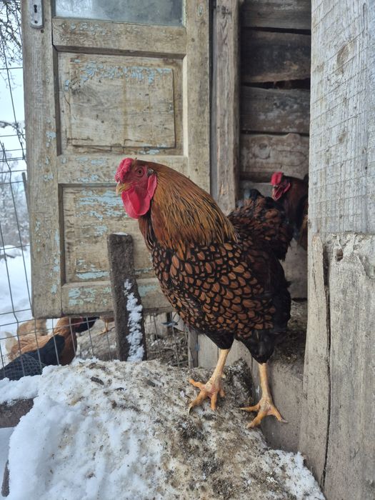 Cocoș Brahma Potarnichiu, Australorp,  Vorverk
