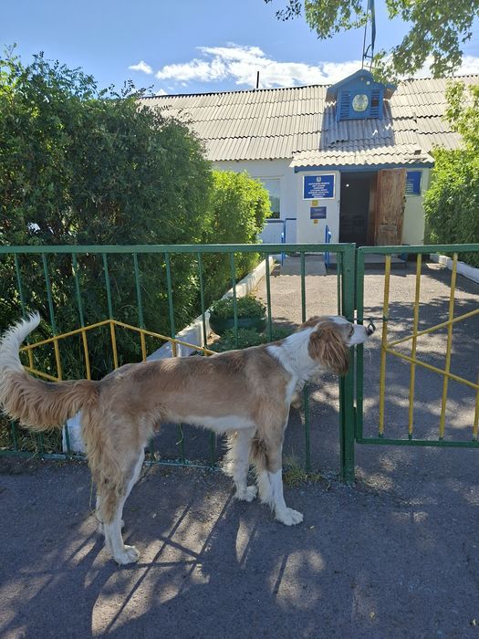 Тазылар сатылады