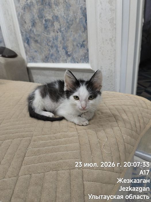 Привезу котёнка, будущий крысолов