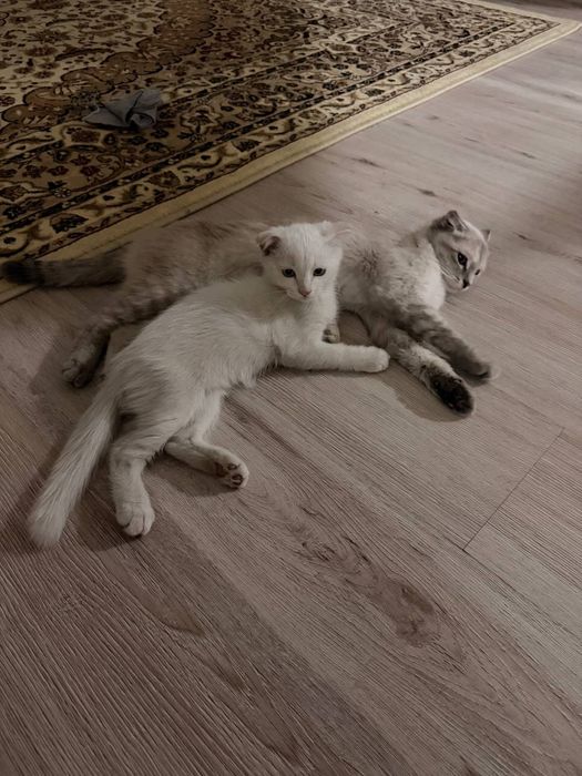 Котёнок с вислоухими ушками