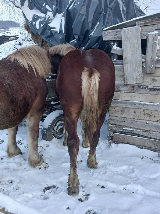 vând mânz de 7 luni