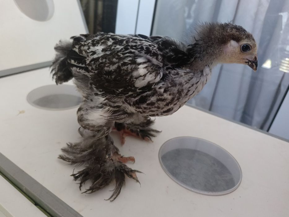 Тоза зотли брама  жужалар!