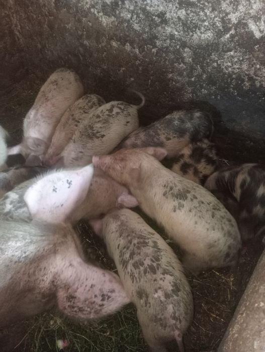 Продам поросят!!!