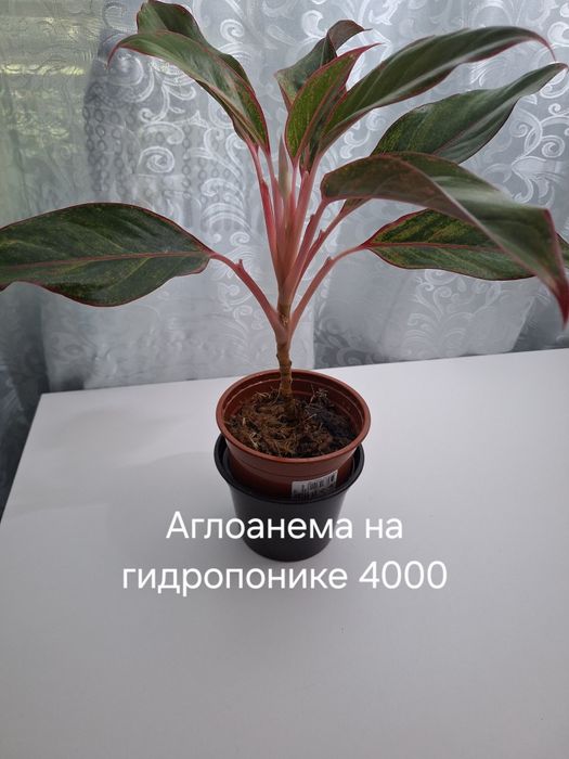 Продам комнатные цветы