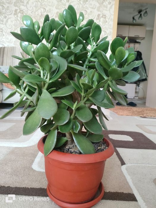 Продам цветок денежное дерево.