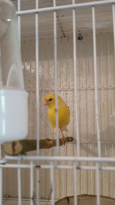 Продаю канарейку самка