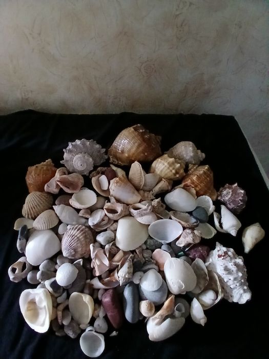 Продам морские ракушки