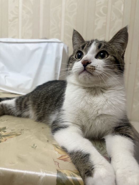 В добрые руки котенок-подросток