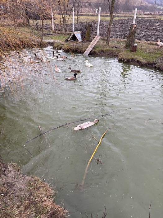 Rate indiene  ai oua