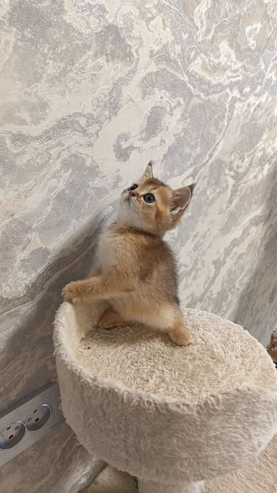 Продается котенок золотистая шиншилла