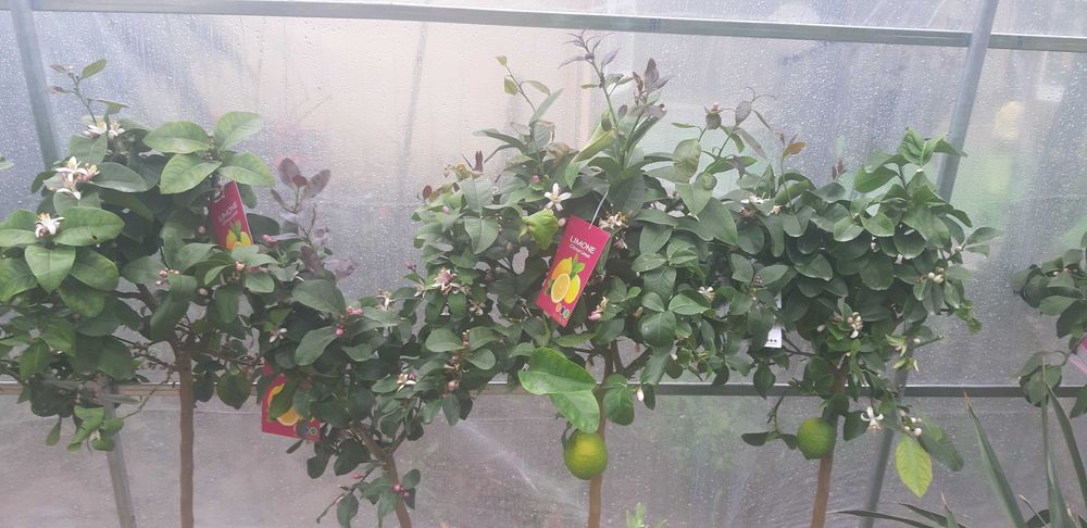 Vand Lamai pe rod in ghiveci,calamondino,kumquat,mandarini si maslini.