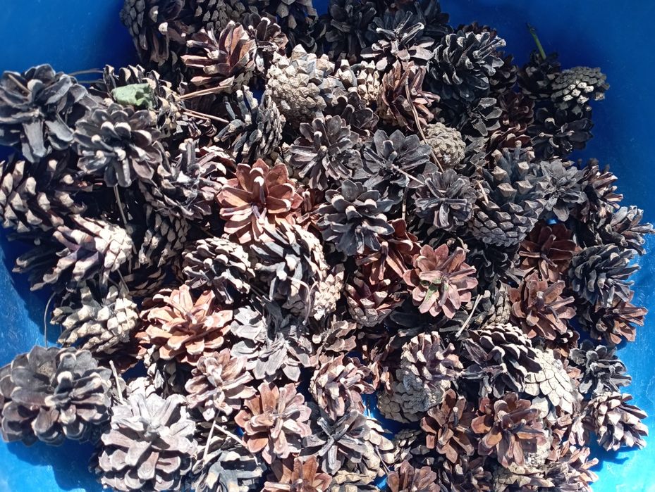 Сосновые шишки для самовара.