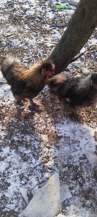 Schimb cocoș mătase japoneză