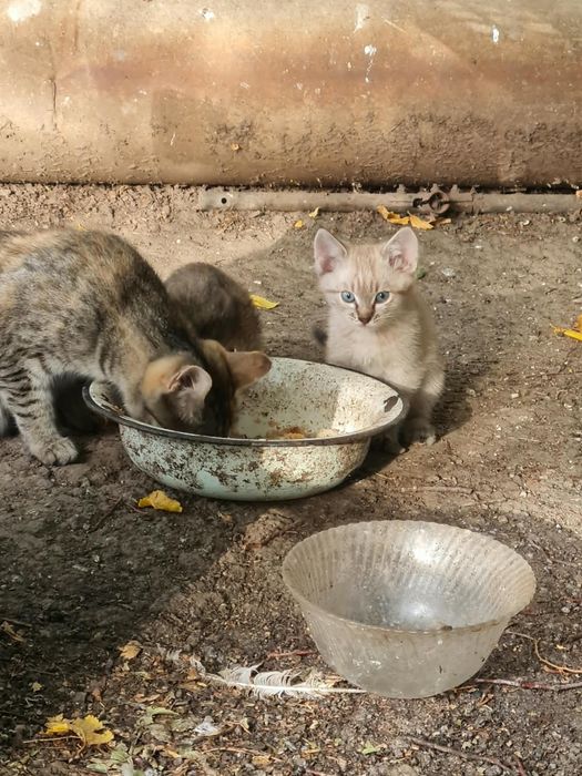 котята в добрые руки