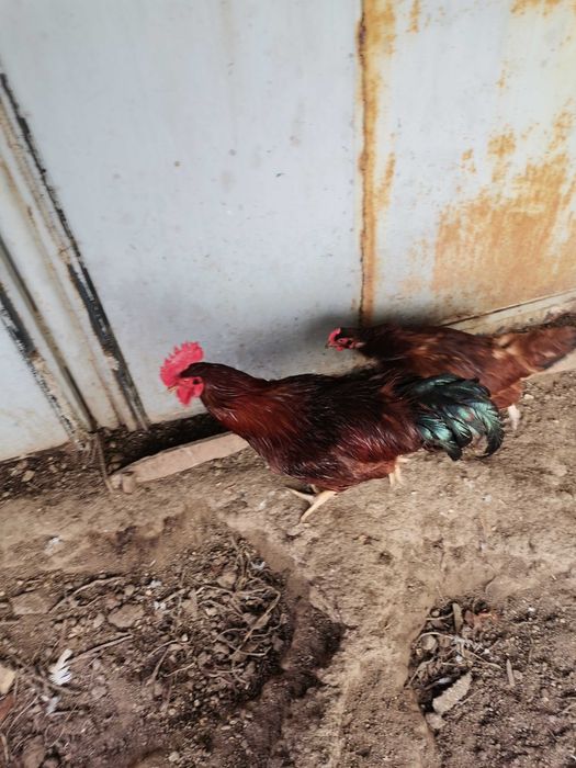 Куры породы Род Айленд