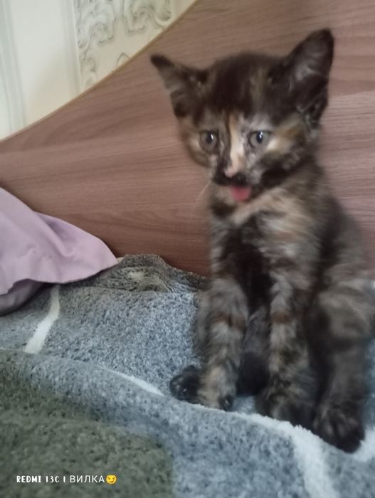 Котята в добрые и любящие руки  руки