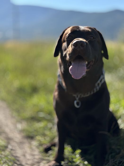 Выставочный лабродор ищет невесту