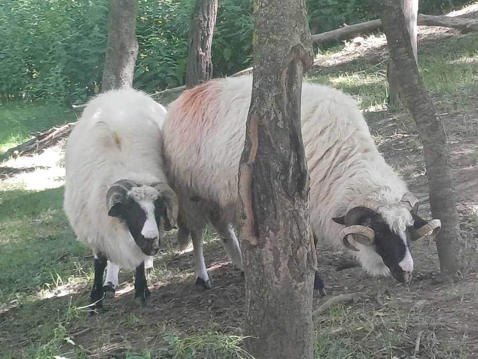 Berbeci de vânzare