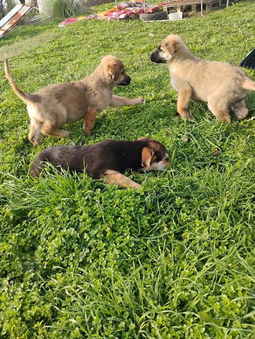 Белгийска овчарка