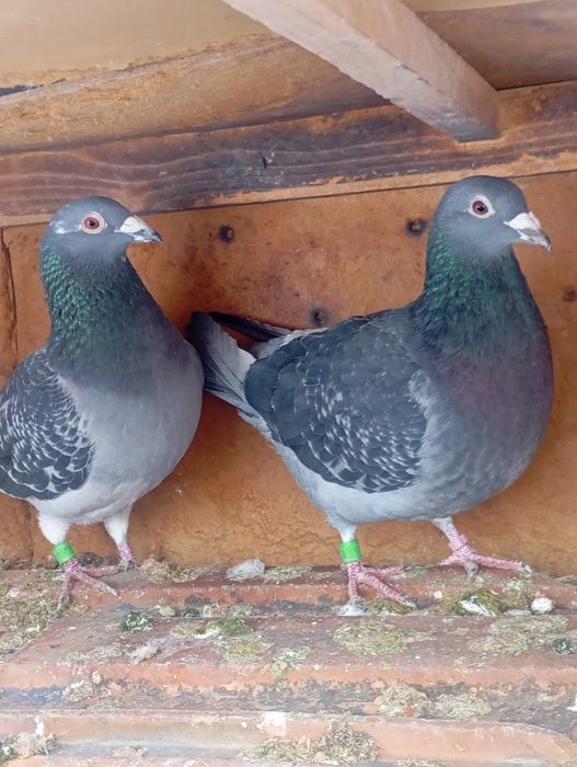 Vind porumbei voiajori la un preț bun