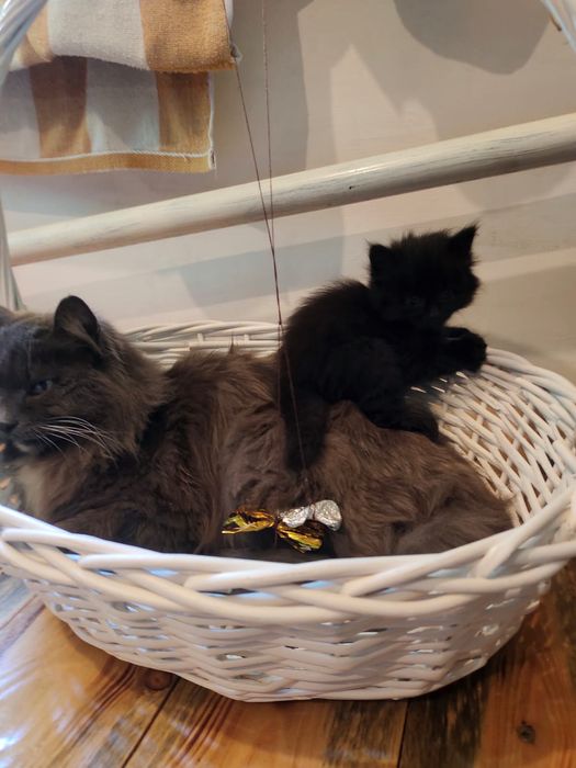 Котята три черных, два полосатых