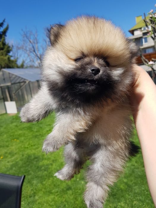 Померан померанчета Гр. София