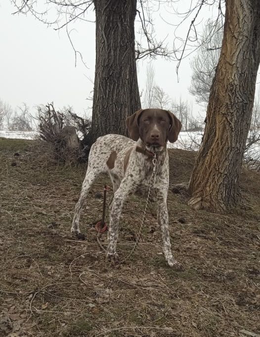 Курцхар охотничий собака