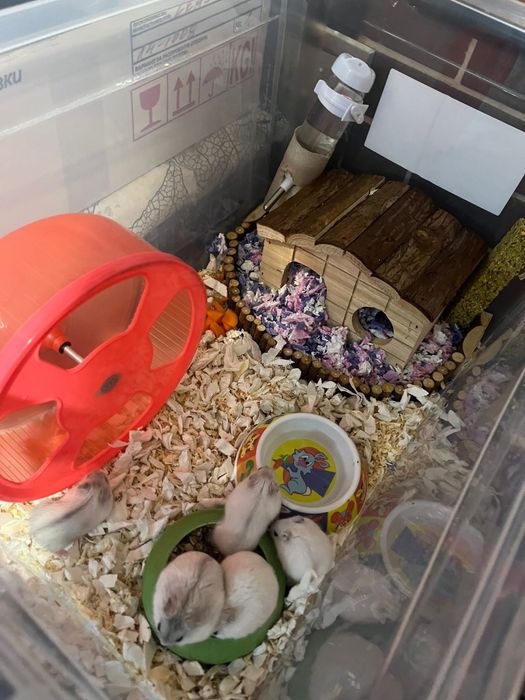 Vand Hamsteri piciti