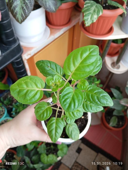 Отростки комнатных растений