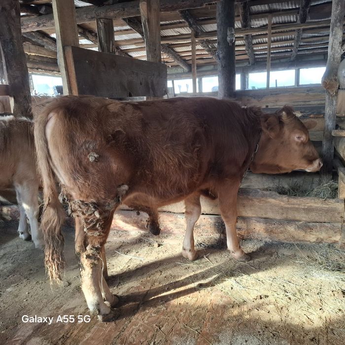 Продам молодняк бычки