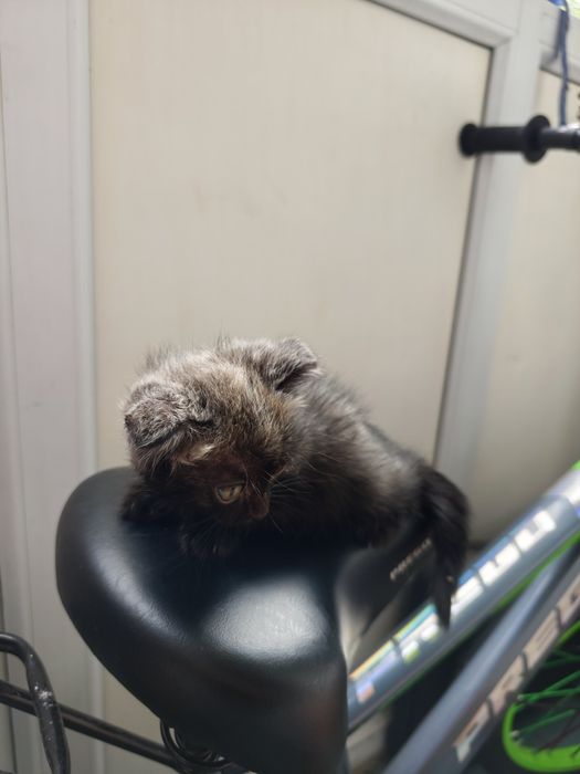 Отдам двух котят