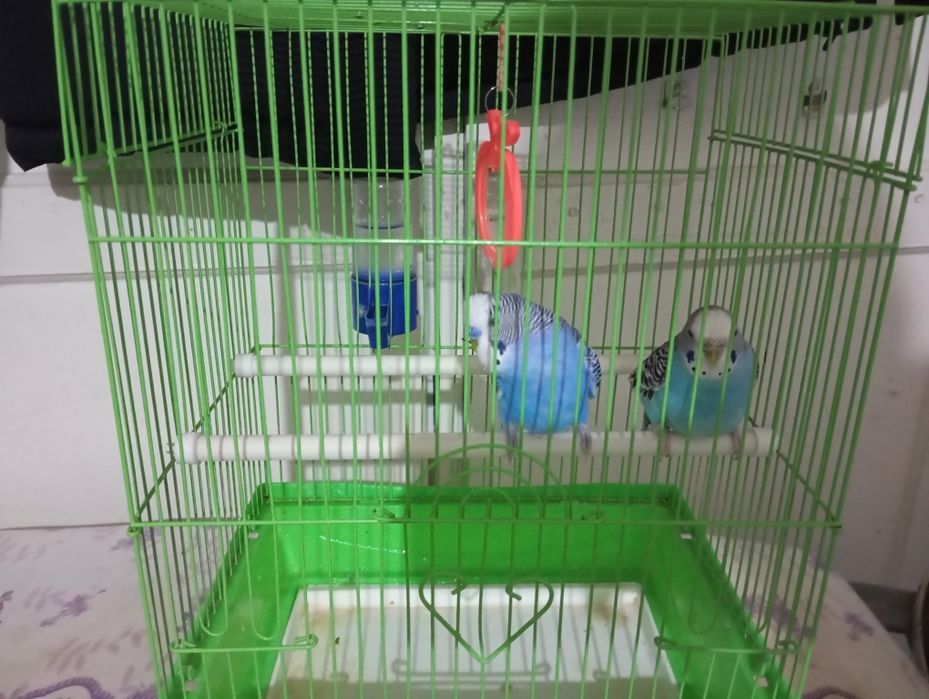 Волнистые попугаи самка и самец.