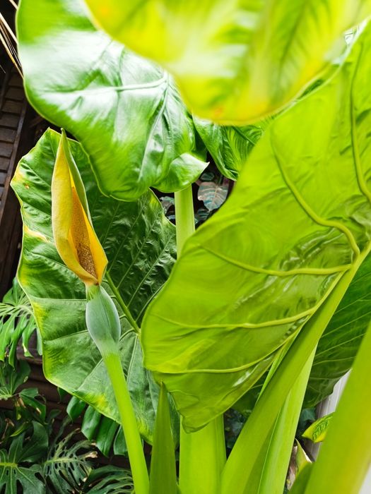 Colocasia ( ureche de elefant )