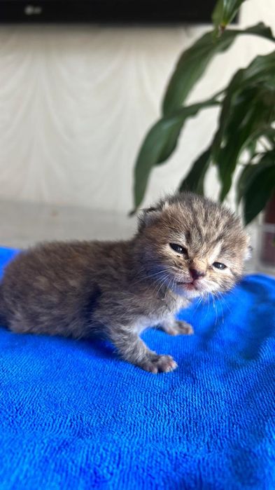 Котёнок ищет семью!