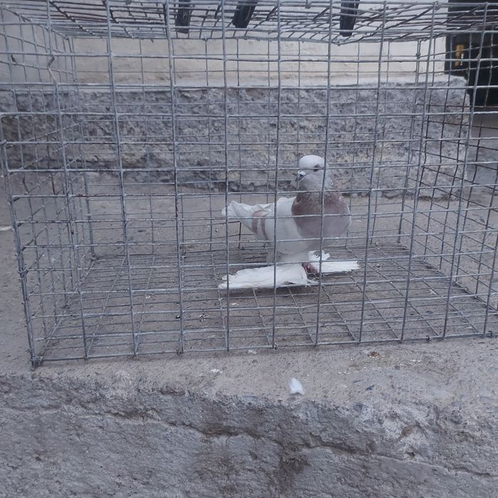 Сирен маладой самец лет игра