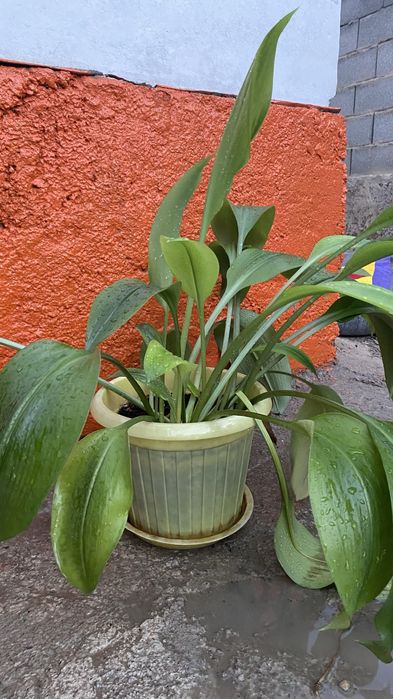 Гүлдер сатылады