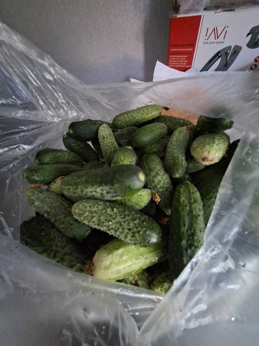 Продам дачные огурцы