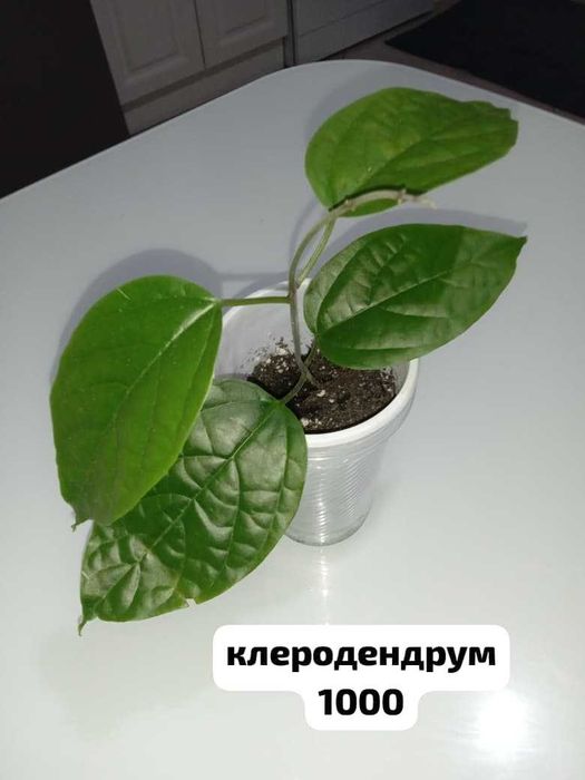 комнатные растения. продажа