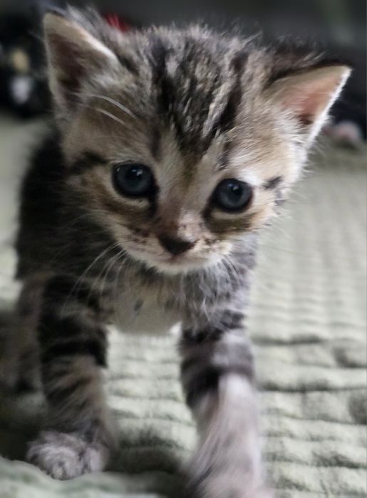 Отдам котят в добрые руки